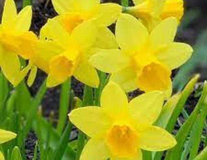 Narcis ´Tete A Tete´