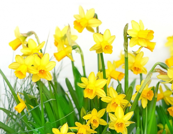 Narcis ´Tete A Tete´