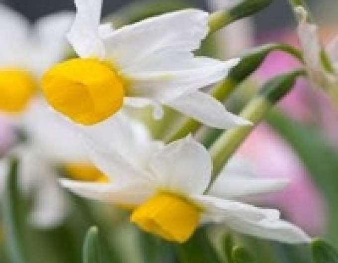 Narcis Canaliculatus