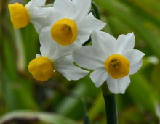 Narcis Canaliculatus