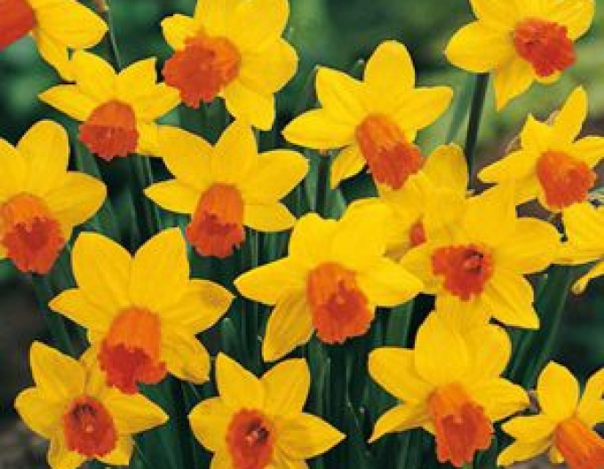Narcis ´Jetfire´
