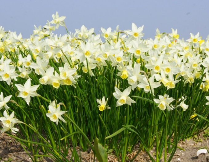 Narcis ´Sailboat´