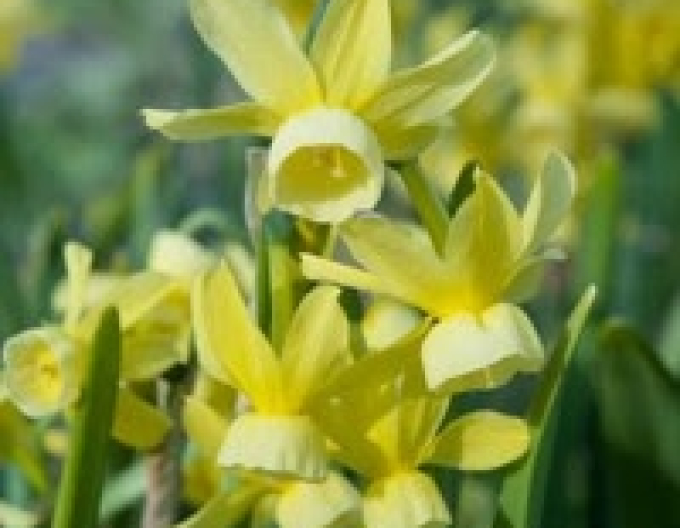 Narcis Hawera