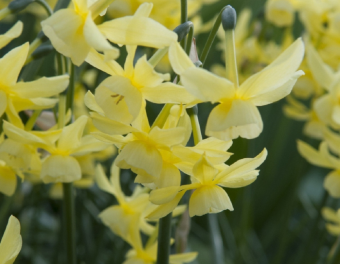 Narcis Hawera