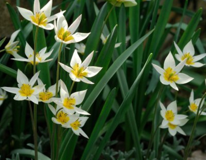 Tulipán botanický Turkestanica