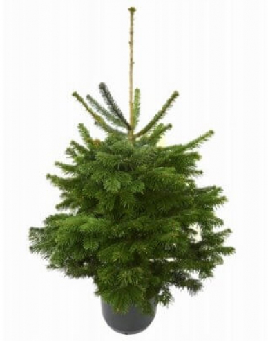 Smrk omorika 100/125 cm, kont.