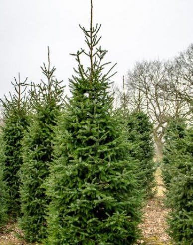 Smrk omorika 100/125 cm, kont.