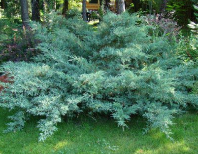 Juniper ´Hetzi´