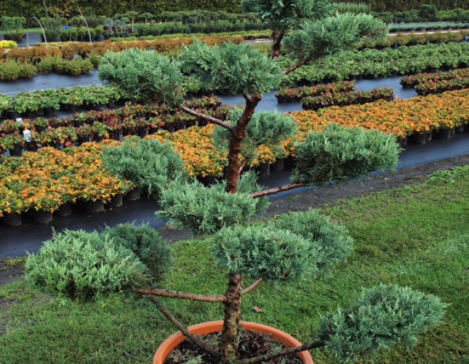 Juniper ´Hetzi´