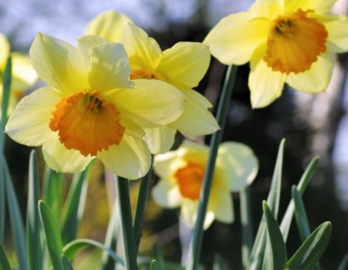 Narcis ´Orangery´