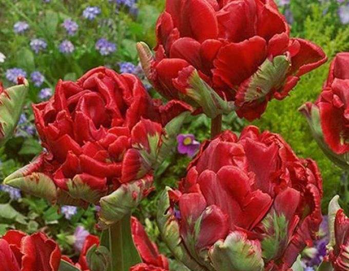Tulipán Rococo