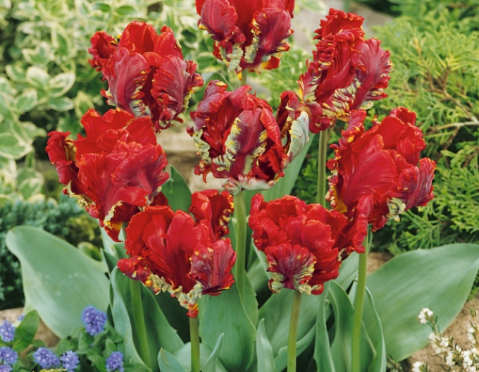 Tulipán Rococo
