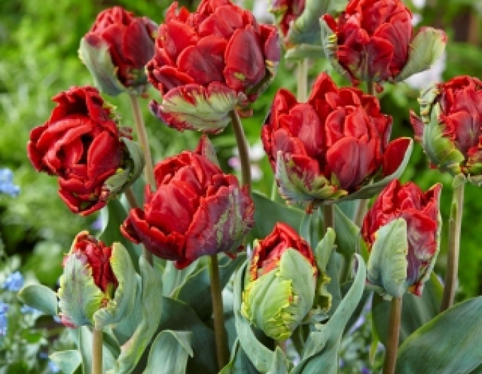 Tulipán Rococo