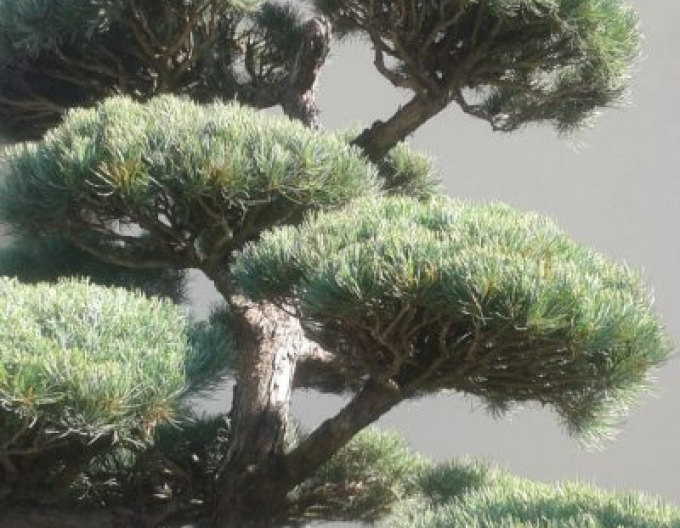 Borovice lesní ´Bonsai´