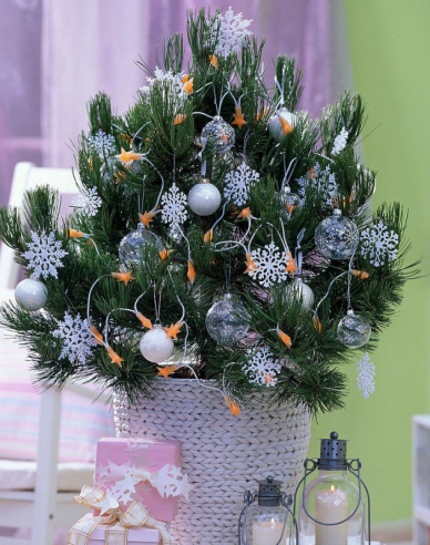 Borovice černá 80/100 cm, kont.