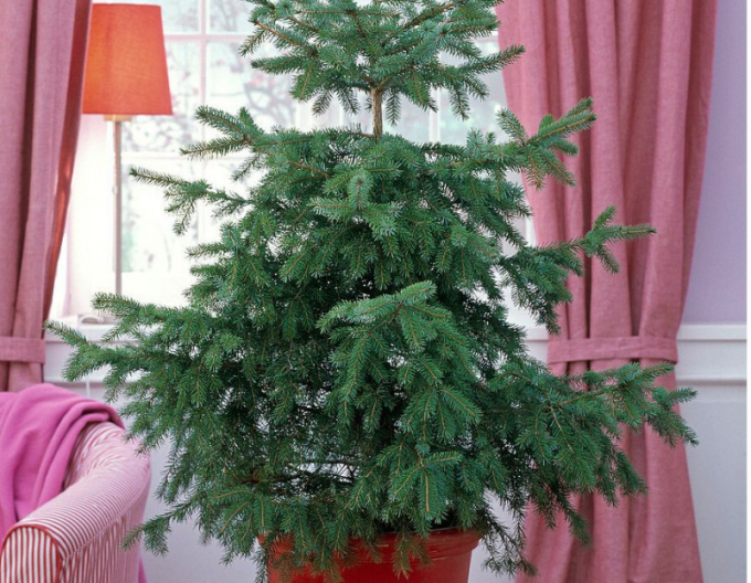 Smrk ztepilý 125/150 cm