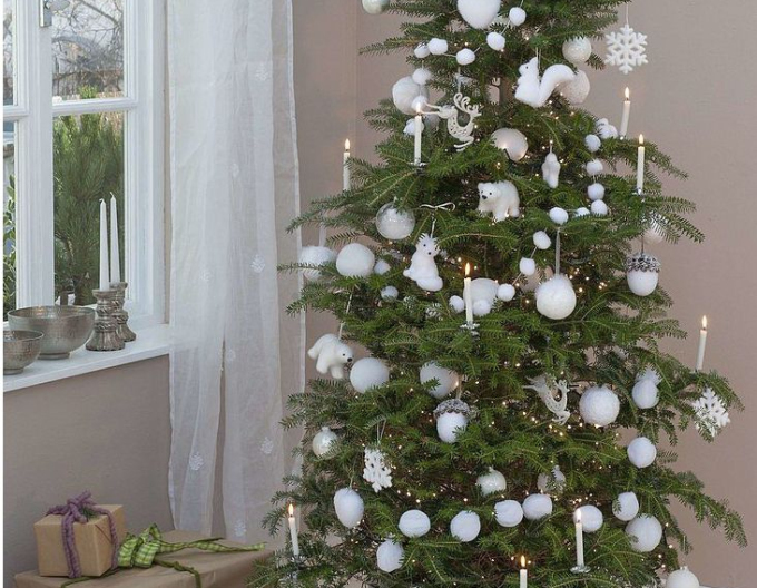 Korejská jedle 100/125 cm, kont.