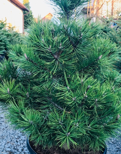 Borovice černá 80/100 cm, kont.