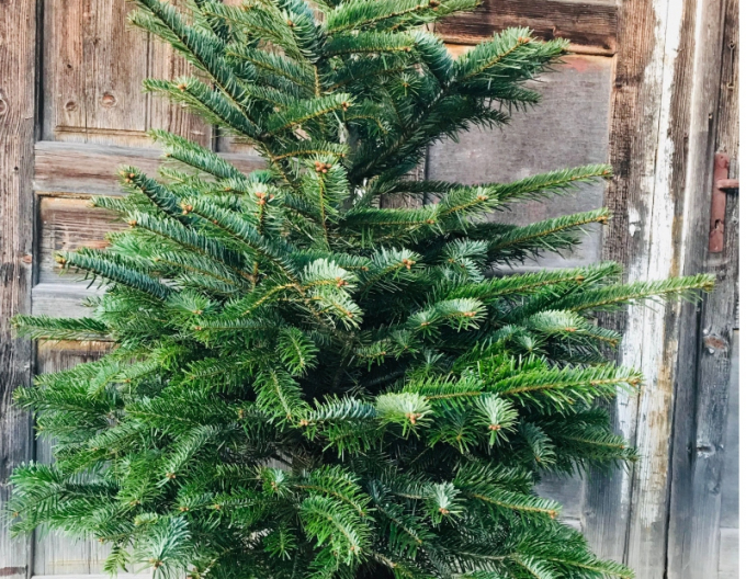 Jedle kavkazská 100/120 cm, kont.