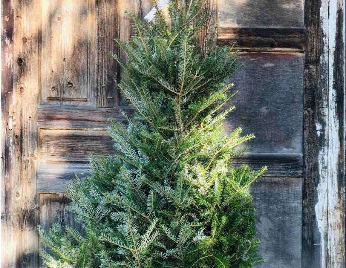 Korejská jedle 100/125 cm, kont.