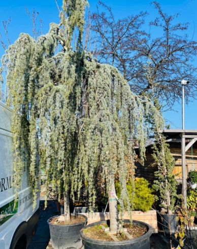 Cedr atlantský ´Glauca Pendula´