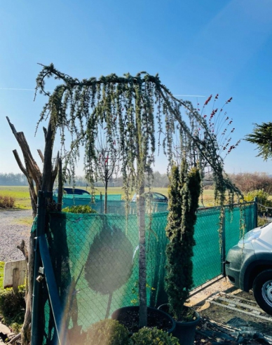 Cedr atlantský ´Glauca Pendula´