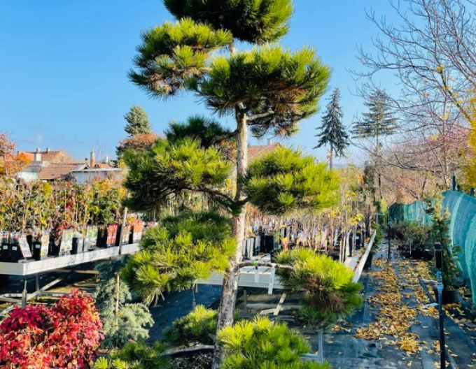 Borovice černá ´Bonsai´