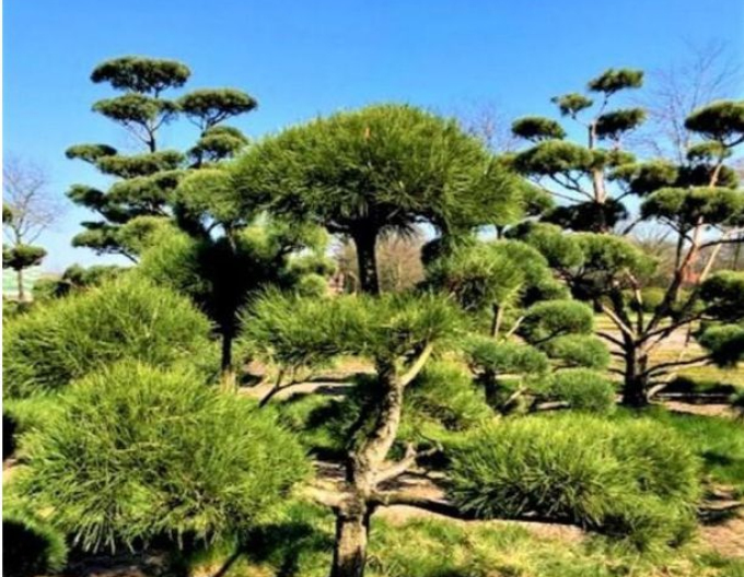 Borovice černá ´Bonsai´