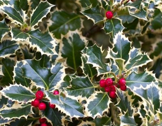 Holly Variegata
