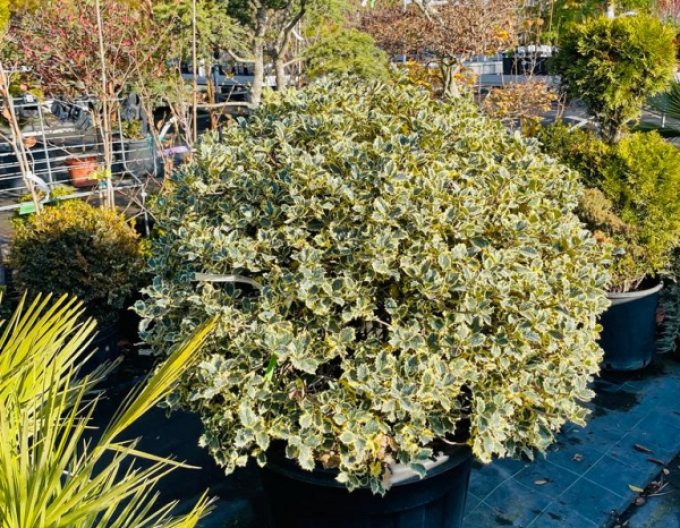 Holly Variegata