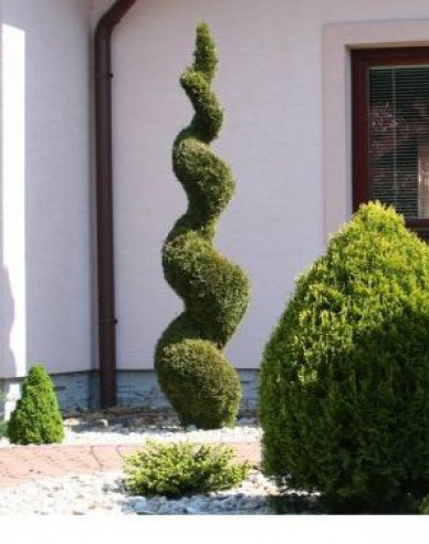 Zerav západní ’Smaragd Špirála´