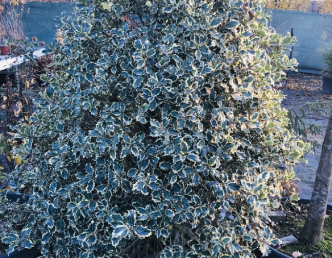 Holly Variegata Cono Forte