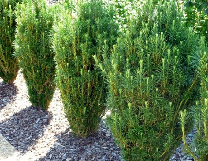 Patis ´Harringtonia Fastigiata´