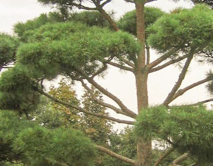 Borovice hladká ´Bonsai´