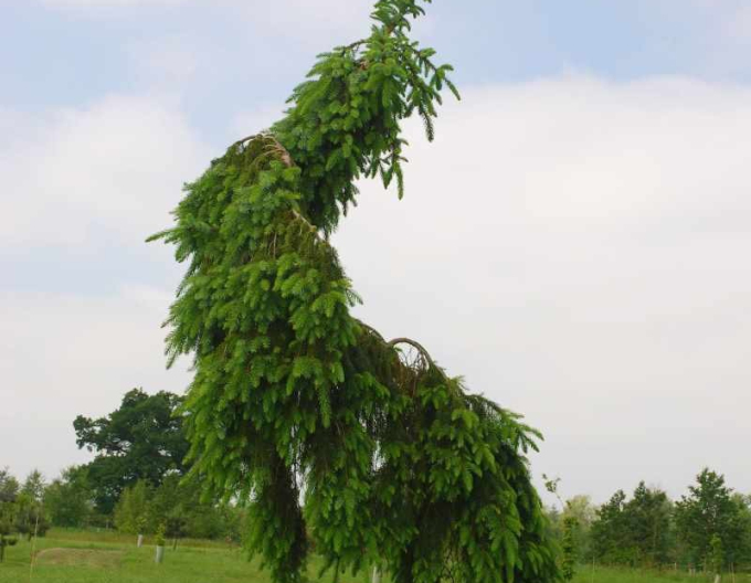 Smrk Pančičov ´Pendula´