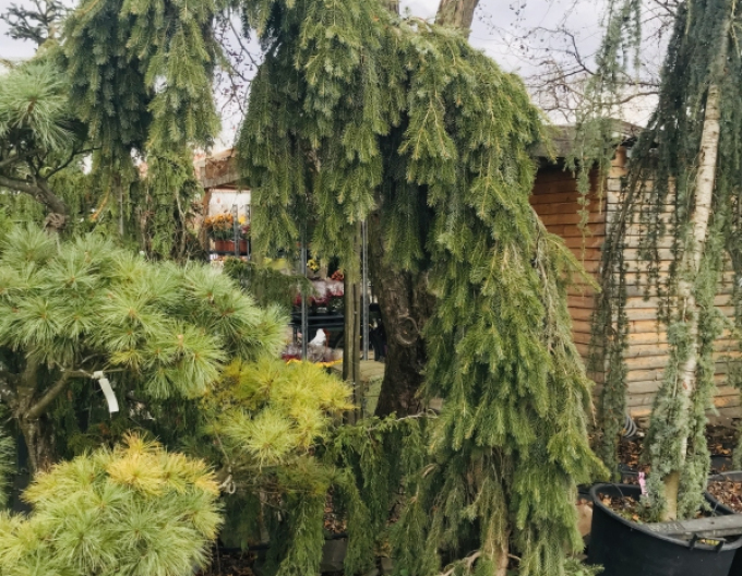 Smrk Pančičov ´Pendula´