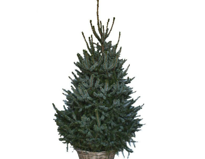 Smrk ztepilý 175/200 cm