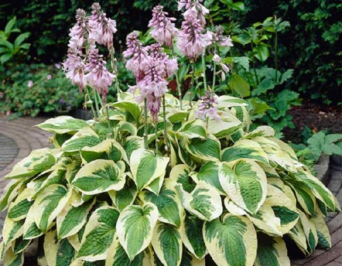 Hosta Funkia Wide Brim1l