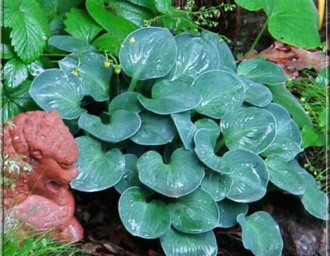 Bohyška "Blue Mouse Ears"