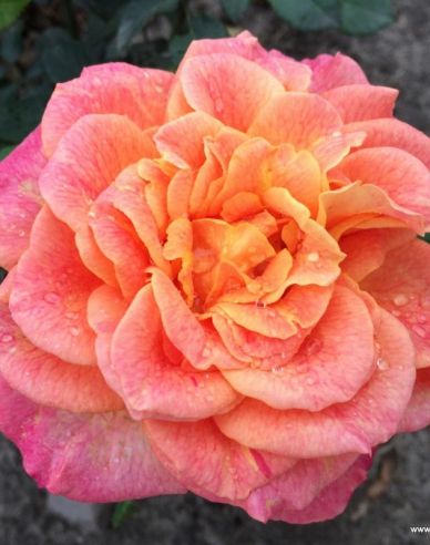 Růže ´Better Times´