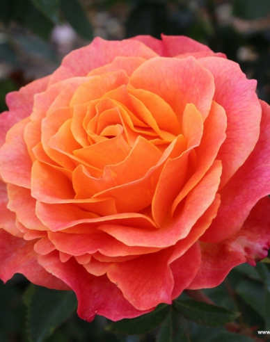 Růže ´Better Times´