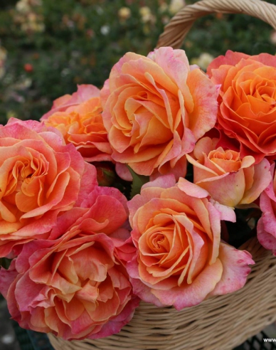 Růže ´Better Times´