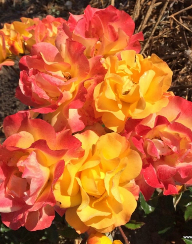 Růže Bright Smiles