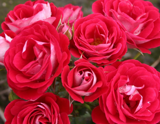 Růže Chrysanthemum