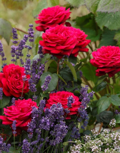 Růže Gräfin Diana