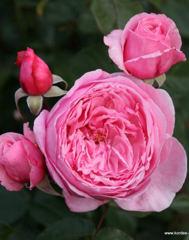 Růže ´Kiss me Kate´