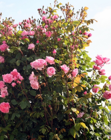 Růže ´Kiss me Kate´