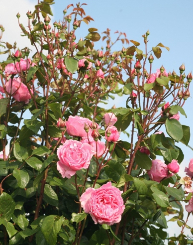 Růže ´Kiss me Kate´