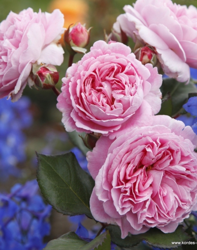 Růže Rosengrafin Marie Henriette