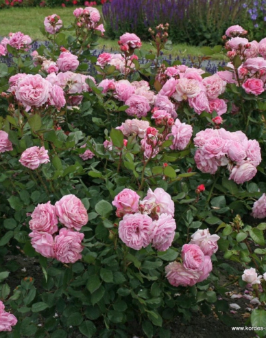 Růže Rosengrafin Marie Henriette